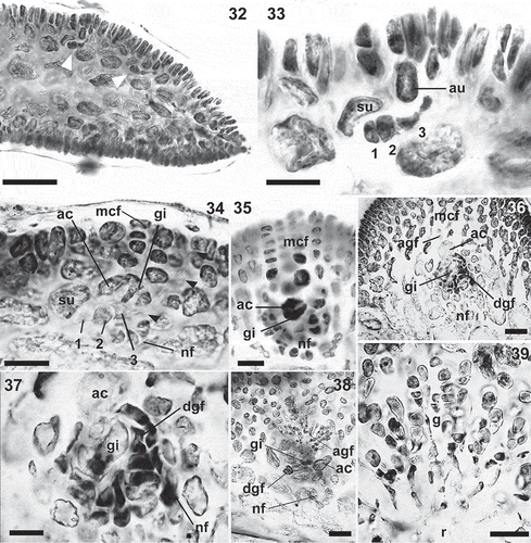 Figs 32–39. Calliblepharis hypneoides. Female stages. 32. Longitudinal section of an apical part of thallus showing the position of carpogonial branches (arrowheads). 33. Detail of a procarp, consisting of a supporting cell (su) bearing a three-celled carpogonial branch towards the inside (1–3), and an auxiliary cell (au). 34. Post-fertilization stage in longitudinal section, showing the supporting cell (su) bearing the disintegrating carpogonial branch (1–3) with the trichogyne elongating towards the thallus surface (arrowheads), gonimoblast initial (gi) cut off inwardly from the auxiliary cell (ac), modified cortical filaments (mcf) and the nutritive filaments (nf). 35. Cross-section showing an enlarged auxiliary cell (ac) and gonimoblast initial (gi), surrounded by modified cortical filaments (mcf) and nutritive filaments (nf). 36, 37. Gonimoblast initial (gi) forming ascending and descending gonimoblast filaments (agf, dgf), linked by secondary pit connections to nutritive filaments (nf). 38. Cross-section showing the auxiliary cell (ac) and the gonimoblast initial (gi) forming ascending (agf) and descending gonimoblast filaments (dgf) that link to basal nutritive filaments (nf). 39. Early branched gonimoblasts (g) growing from a reticulum (r) that consists of a meshwork of small, interconnected cells, and showing apical chains of 3–4 immature carpospores. Scale bars = 70 µm (Fig. 32), 20 µm (Figs 33–35, 37) and 50 µm (Figs 36, 38, 39).