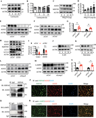 Figure 3. AGO2 is degraded through chaperone-mediated autophagy pathway. Stromal vascular fraction isolated from WT mice were differentiated into adipocytes and used for the following experiments. (A-B) immunoblotting analysis of AGO2 expression in the cells treated with 10 µM lactacystin for indicated time. (C-D) cells were treated with NH4Cl combined with leupeptin for indicated time, and AGO2 level was measured. (E-G) cells were transfected with control siRNA (siCtrl) or cathepsin B siRNA (siCtsb) or cathepsin D siRNA (siCtsd), and AGO2 level was analyzed. (H-I) immunoblotting analysis of AGO2 expression in the cells transfected with control siRNA (siCtrl) or Ulk1 siRNA (siUlk1). (J-K) cells were treated with 6-AN or starvation for indicated time, and AGO2 level was measured. (L-N) cells were transfected with control siRNA (siCtrl) or Hspa8 siRNA (siHspa8) or Lamp2 siRNA (siLamp2), and AGO2 expression was analyzed. (O) interaction of AGO2 and HSPA8 in adipose tissue were detected by immunoprecipitation and immunoblotting analysis. (P) co-staining of AGO2 and lysosomal HSPA8 in abdominal adipose tissue. Red: AGO2; green: HSPA8; blue: DAPI. (Q) the interaction of AGO2 and LAMP2 in adipose tissue was detected by immunoprecipitation and immunoblotting analysis. (R) co-staining of AGO2 and LAMP2 in abdominal adipose tissue. Red: AGO2; green: LAMP2; blue: DAPI. Data are presented as mean ± SD. * p < 0.05, ** p < 0.01, and n.S. non-significant, derived from Student’s t tests.