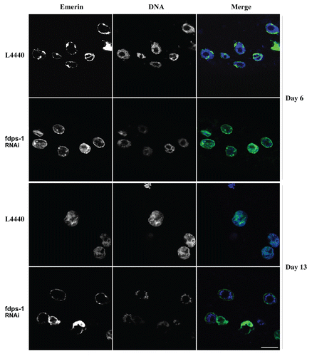 Figure 4 Downregulation of polyprenyl synthetase by fdps-1(RNAi) blocks the redistribution of chromatin in nuclei of aging cells. Animals were treated with either L4440 vector (EV) or with fdps-1(RNAi) starting at the young adult stage (day 1). Ce-emerin::GFP and Hoechst DNA staining were used to view changes in nuclear envelope shapes and chromatin distribution. fdps-1(RNAi)-treated worms show diminished chromatin mislocalization at old age. In the merge parts green = lamin; blue = DNA. Bars = 10 microns.