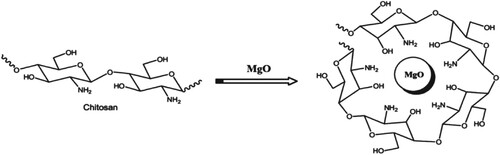 Figure 2. Conversion of chitosan to chitosan-MgO (10%wt) nanocomposite.