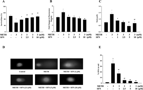 Figure 3. The effect of SFN on cell viability and oxidative damages in PC12 cells post METH treatment. PC12 cells were divided in to control, METH treated, and combined of SFN (1, 2.5, 5, 10 μM) and METH (3 mM) treated groups. MTT method was used to examine the cell viability in PC12 cells after SFN (1, 2.5, 5, 10 μM) and METH (3 mM) treatment (A); the probe DCFH-DA (100 μmol/L) was used to detect the intracellular ROS level in different groups (B); and all samples were incubated with Griess Reagent kits to determine the intracellular production of NO according to the protocol (C); while comet assay (D) with corresponding quantitative analysis (E) was used to detect oxidative DNA damages. All the results were expressed as mean ± standard error of three separate experiments. Statistical significance: *P < 0.05 or **P < 0.01 compared to the control group, #P < 0.05 or ##P < 0.01 compared to the METH group.