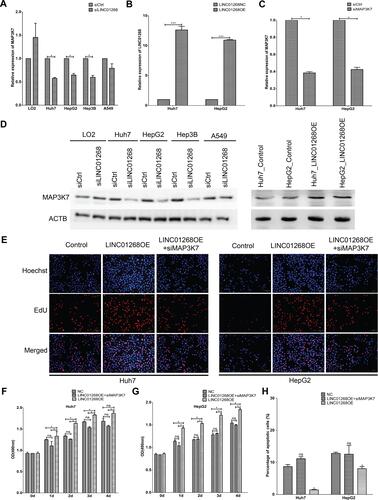 Figure 6 Downregulation of MAP3K7 attenuated LINC01268 overexpression induced increase of cell proliferation and reduction of cell apoptosis. Knockdown of LINC01268 led to significant reduction of MAP3K7 in the three human HCC cell lines at both mRNA (A) and protein (D, left panel) level, but not in the normal human hepatic cell line LO2 or in the adenocarcinomic human alveolar basal epithelial cell line A549. On the other hand, stable LINC01268 overexpression (B) enhanced the protein level of MAP3K7 in HepG2 and Huh7 cell lines (D, right panel) level. Knockdown of MAP3K7 (C) attenuated the enhanced cell proliferation from LINC01268 overexpression demonstrated by EdU assay (E), where the red signals indicated proliferating cells and blue signals suggested nuclei, which was further confirmed by OD (optical density) measurement (F and G) over four days cell culture post knockdown transfection. Furthermore, MAP3K7 knockdown also significantly reversed the cell apoptosis of HepG2 and Huh7 cells resulted from LINC01268 overexpression (H). The histograms in (A–C) and (F–H) showed the mean ± SD of three independent experiments. β-actin was used as an internal control in RT-qPCR. *p<0.05, ***p<0.001, Student’s t-test. The blots in (D) and the EdU images in (E) were representatives from three independent experiments.