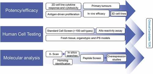 Figure 5. Preclinical screening process for affinity-enhanced TCRs