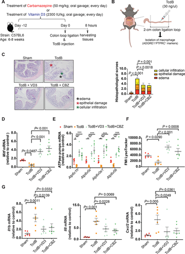 Figure 9. Attenuation of Mitf downregulation, lysosome dysfunction, and pro-inflammatory cytokine expression in colonic macrophages by vitamin D3 and carbamazepine in the murine colon loop ligation model. (A) Workflow of pre-treatment with lysosome activators in the colon loop ligation model is shown. (B) A schematic illustration of the colon loop ligation model. (C) Histopathological scores of sealed colon segment tissues. Scale bar: 200 µm (D-E) mRNA expression of Mitf and the four lysosomal proton pump subunits in isolated colonic macrophages are shown. (F) Effects of TcdB without or with pre-treatment of vitamin D3 (VD3) or carbamazepine (CBZ) on mean fluorescence intensity (MFI) of LysoTracker Red staining in isolated colonic macrophages are shown. (G) Effects of TcdB without or with pre-treatment with vitamin D3 or carbamazepine on mRNA expression of Il1b, Il8 and Cxcl2 in isolated colonic macrophages are shown. **, p < 0.01; ***, p < 0.001 significantly different between indicated groups (pooled from three batches of experiments; Sham group, n = 6; TcdB group, n = 6; TcdB with CBZ or VD3 group, n = 6 each).