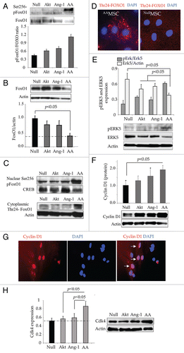 Figure 2 Phosphorylation of FoxO1 and its nuclear exportation in AAMSC. (A and B) Western blots showing significantly higher phosphorylation of FoxO1 at Ser256 with concomitant reduction in total FoxO1 in the whole cell lysate using actin for normalization during densitometry. (C) Representative western blots of FoxO1 and phosphorylated FoxO1 at Ser256 and Thr24 in the nuclear and cytoplasmic fractions of various groups of cells. Whereas Thr24-FoxO1 was mainly activated in cytoplasmic fraction and Ser256-FoxO1 was mainly activated in the nuclear fraction, actin was used as loading control for cytoplasmic fraction and CREB transcription factor was used for loading control in nuclear fraction. (D) Representative images of immunostained AAMSC showing cytoplasmic localization of Thr24-FoxO1 (red fluorescence). No Thr24-FoxO1 was observed in EmpMSC. Nuclei were visualized by DAPI staining (blue). (E and F) Proportion of pErk5 normalized to total Erk5 and total cyclin D1 normalized to actin in the whole cell lysate samples from after respective treatment. Highest level of pErk5 and Cyckin D1 were observed in AAMSC. (G) Representative images of AAMSC immunostained for cyclin D1 expression. Extensive nuclear localization of cyclin D1 (ref fluorescence) was observed in AAMSC. (H) Western blots showing significantly higher expression of Cyclin dependent kinase-4 expression in AAMSC as compared with other treatment groups of cells. Actin was used as an internal control.