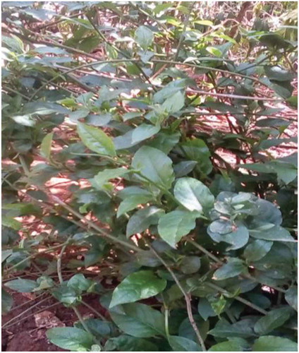 Figure 1. Fresh leaves of Plumbago zeylanica.