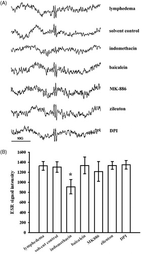 Figure 5.  Effects of various enzyme inhibitors on ascorbyl-radical generation in mouse interstitial fluid. (A) ESR spectrum of ascorbyl radicals after pretreatment with or without each of the following: indomethacin, baicalein, MK-886, zileuton and DPI. (B) The amplitude of the ascorbate radical peak on the ESR signal. Data are expressed as the mean ± SEM. *p < 0.05 compared with the lymphedema group. (n = 4).