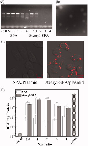 Figure 7. SPA-mediated gene delivery. (A) The DNA binding ability of peptides was evaluated by gel retardation assay. (B) TEM micrographs of the stearyl-SPA/pGL3 plasmids complexes at an N/P ratio of 2. Bar, 0.2 μm. (C) Confocal images of CHO cells treated with the complexes formed by stearyl-SPA with Cy5-labeled plasmids. Bar, 10 μm. (D) Transfection efficiency of SPA and stearyl-SPA in CHO cells. LF2000 was taken as a positive control. *p < .05, **p < .01, ***p < .001.