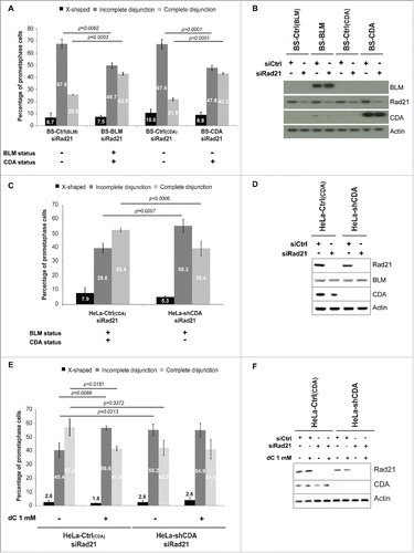 Figure 1. CDA deficiency leads to an increase in the frequency of Rad21-depleted prometaphase cells with incomplete sister chromatid disjunction. (A) Percentage of BS prometaphase cells expressing BLM and/or CDA, transfected with siRNA specific for Rad21 and sorted on the basis of their phenotype: X-shapes, incomplete disjunction or complete disjunction (n = 3, > 275 prometaphase cells analyzed). (B) Representative immunoblot of BS-Ctrl(BLM), BS-BLM, BS-Ctrl(CDA) and BS-CDA cells transfected with the indicated siRNA. (C) Percentage of HeLa prometaphase cells with and without CDA expression, transfected with siRNA specific for Rad21 and sorted on the basis of their phenotype: X-shapes, incomplete disjunction or complete disjunction (n = 3, > 285 prometaphase cells analyzed). (D) Representative immunoblot of HeLa-Ctrl(CDA) and HeLa-shCDA cells transfected with the indicated siRNA. (E) Percentage of HeLa Rad21-depleted prometaphase cells with and without CDA expression, left untreated or treated with 1 mM dC for 16 hours and sorted on the basis of their phenotype: X-shapes, incomplete disjunction or complete disjunction (n = 3, > 150 prometaphase cells analyzed). (F) Representative immunoblot of HeLa-Ctrl(CDA) and HeLa-shCDA cells left untreated or treated with 1 mM dC for 16 hours and transfected with the indicated siRNA. Error bars represent the mean ± SD. Statistical significance was assessed with Student's t-test.