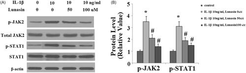 Figure 6. Lunasin suppressed IL-1β- induced activation of JAK2 and STAT1. Chondrocytes were stimulated with IL-1β or lunasin (50, 100 μM). (A) Representative bands of phosphorylated JAK2 and STAT1 at Ser 727, (B) Quantitative analysis (*, #, p < .01).