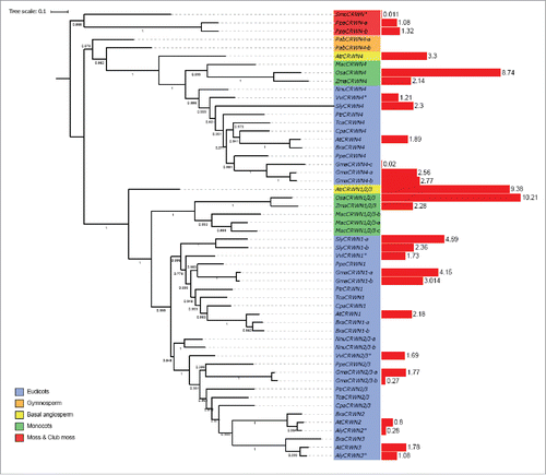 Figure 6. Phylogenetic tree of CRWN proteins.