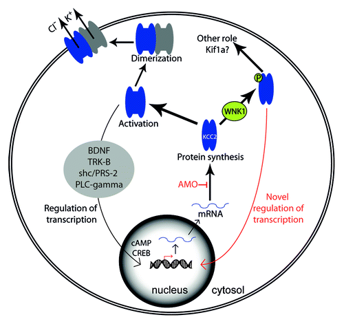 Figure 1. Model of the proposed mechanism involving regulation of KCC2 activation and transcription, both by levels of activated KCC2 and by levels of KCC2 protein with or without phosphorylation by WNK1/HSN2.