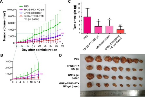 Figure 10 In vivo antitumor efficacy against SW620 AD300 tumor-bearing mice.Notes: (A) Tumor volume growth of the tumor-bearing mice with different treatments (three purple *** represent the TPGS-PTX NC group, a blue * represents the GNRs-gel [laser] group). (B) Changes in tumor volume in each group in the first 14 days. (C) The mean weight of the excised SW620 AD300 tumors from the mice. (D) The images of excised tumors at the end of the treatment. ***P<0.001 and *P<0.05 vs the GNRs-TPGS-PTX NC-gel group. #P<0.05 and ##P<0.01 vs PBS group. Student’s t-test was used to analyze the data and a P-value of <0.05 was considered statistically significant. The results represent mean ± SD (n=8). TPGS-PTX NC, TPGS-coated PTX NCs.Abbreviations: GNRs, gold nanorods; NC, nanocrystal; PEG, polyethylene glycol; PTX, paclitaxel; TPGS, D-alpha-tocopheryl PEG 1000 succinate.