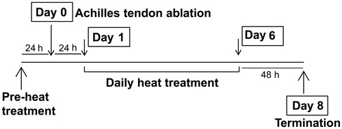 Figure 1. Heat stress protocol.