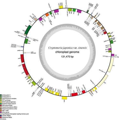 Figure 1. Gene map of C. japonica var. sinensis cp genome. Genes on the outside of the circle are transcribed counter-clockwise, while genes on the inside are transcribed clockwise. Different colours represent different kinds of functional genes. The guanine-cytosine content is indicated by darker grey and the adenine-thymine content is indicated by light grey.