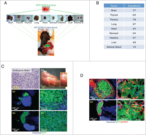 Figure 1. Summary of tissue transplantation and astrogenesis of developing brain within the LN. Schematic view of transplantation of multiple E14.5/15.5 tissues into the LN (scale bar, 1mm) (A). Table shows number of LNs repopulated by different tissues (B). Hematoxylin and Eosin (H&E) staining of a paraffin section of donor mid-embryonic brain before transplantation (upper left); whole-mount jejunal LN 3 weeks after brain transplantation (B3, upper right), and pictures of frozen LN sections (B3 and B4, 2 independent samples) with the presence of GFP+ (green) donor cells (lower). Nuclei were counterstained using Hoechst (blue) (C). Pictures of B3 and B4 LN sections stained for GFAPδ (red) with the presence of GFP+ (green) donor cells. Nuclei were counterstained using Hoechst (blue) (D).