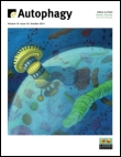 Cover image for Autophagy, Volume 10, Issue 11, 2014