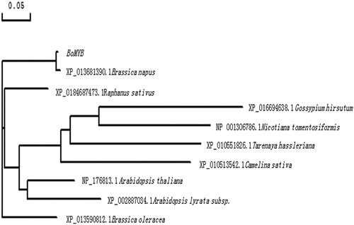Figure 2. Phylogenetic tree showing the evolutionary relationship and the homology degrees among the MYB amino acid sequences. The estimated genetic distance between sequences is in proportional to the lengths of the horizontal lines connecting one sequence to another. The sequences are of the following MYB transcription factors: Brassica napus (XP_013681390.1), Raphanus sativus (XP_0184687473.1), Gossypium hirsutum (XP_016694638.1), Nicotiana tomentosiformis (NP_001306786), Tarenaya hassleriana (XP_010551826.1), Camelina sativa (XP_010513542.1), Arabidopsis thaliana (NP_176813.1), Arabidopsis lyrata subsp. (XP_002887034.1), and Brassica oleracea (XP_013590812.1).