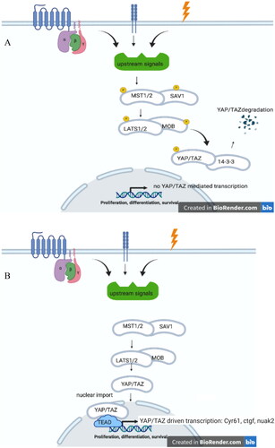 Figure 1. (A) Hippo On. Upon a plethora of external signals, such as G-protein coupled receptors, cell-adhesion, and (mechano)stress, MST1/2 (mammalian homologue of Drosphilia Hippo), and SAV1 are phosphorylated upon which LATS1/2-MOB protein become phosphorylated. This leads to phosphorylation of YAP/TAZ, that upon binding to 14-3-3 proteins degrades. (B) Hippo OFF. Due to lack of stimuli on MST1/2-SAV1, these protein remain unphosphorylated, as well as downstream proteins LATS1/2-MOB and YAP/TAZ. Unphosphorylated YAP/TAZ can enter the nucleus where, upon interaction ioth TEAD dries the transcription of specific gene products, such as cyr61, ctgf and nuak2.