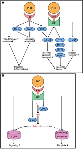 Figure 2 The putative effects of prolyl hydroxylase domain-containing enzyme inhibitors (PHI) in the intestine.