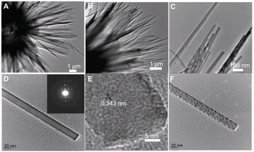 Figure 2 TEM images of hierarchically nanostructured hydroxyapatite (sample 1): (A and B) the edges of the flower-like assembly; (C) the edges of the nanosheets; (D) an individual nanorod; (E) the corresponding high-resolution TEM micrograph of (D); and (F) the nanorod after exposure to electron beam irradiation. The inset of (D) shows the corresponding selected area electron diffraction pattern.Abbreviation: TEM, transmission electron microscopy.