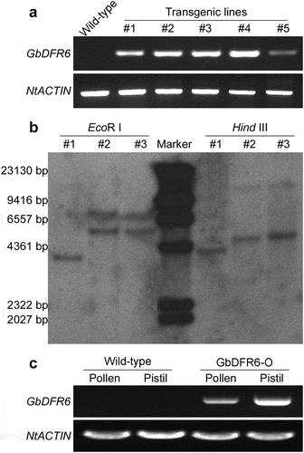Figure 2. Independence of transgenic tobacco lines. (a) RT-PCR confirmation of GbDFR6 expression levels in five transgenic tobacco lines. Wild-type tobacco plants do not express GbDFR6 gene, and transgenic tobacco lines exhibit different GbDFR6 expression levels. (b) Southern blot analysis of three transgenic tobacco lines. Genomic DNA of three transgenic tobacco lines were digested by EcoR I and Hind III, respectively. The molecular weights of six marker bands were indicated on the left side. Line #1 was a single copy transgenic line. Line #2 and line #3 were double copy transgenic lines, and they were probably derived from the same line. (c) Expression of GbDFR6 in the pollen and style of transgenic tobacco plants.