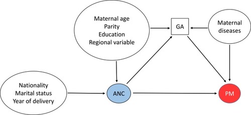 Figure 2 Directed acyclic graph presenting causal associations between perinatal mortality (PM), antenatal care (ANC) attendance, and potential confounders. GA: gestational age.