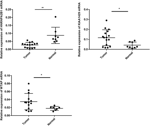 Figure 9. Expression level of WTAP, KIAA1429 and HNRNPA2B1 in clinical group
