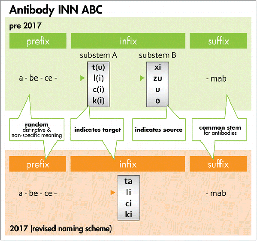 Figure 3. Antibody INN ABC. The general naming scheme for antibody INN before 2017 is compared with the new system. Prior to 2017, the random prefix was followed by a target infix (substem A) of which -t(u)- for tumor, -l(i)- for immunomodulatory, -c(i)- for cardiovascular, and -k(i)- for interleukin represented major classes. The source infix (substem B) indicated the source of which -xi- for chimeric, -zu- for humanized and -u- for human represented major classes (see the Bioreview (2014)Citation27 for complete listing). In the new scheme, the source infix designating the species has been discontinued as recommended by the INN expert group during the 64th INN Consultation.Citation18, 60 To avoid confusion with earlier schemes, -ta- now designates tumor antigen. Furthermore, -ba- designates bacterial, -ami- serum amyloid protein(SAP)/amyloidosis, -ci- cardiovascular, -fung- fungal, -gros- skeletal muscle mass-related growth factors and receptors, -ki- interleukin, -li- immunomodulating, -ne- neural, -os- bone, -toxa- toxin and -vi- viral. The source infix -vet- for veterinary use antibodies is retained and added to the ‘target’ infix list. The suffix -mab represents the common stem for antibody therapeutics.Citation18