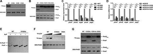 Figure 5. K102 mutants and K102Ac abrogate the phosphorylation of PhoP. A, Radiograph showing the phosphorylation of wild-type PhoP and K102 mutants by AcP. The PhoP WT (positive control), K102Q, K102R, and K102A were mixed with [32P]-AcP, and the phosphorylation was determined by overnight exposure on a phosphor-imaging screen. B, Radiograph showing the phosphorylation of wild-type PhoP and K102 mutant with phosphorylated PhoQ as the phosphoryl group donor. The upper band is the phosphorylated [32P]-PhoQ, and the lower band is the phosphorylated [32P]-PhoP. PhoQcyto was phosphorylated with [γ−32P]-ATP in phosphorylation buffer for 20 min at 37°C. Phosphotransfer was performed by adding the autophosphorylated PhoQcyto to wild-type PhoP or mutants in the same buffer at 37°C for 60 min. Experiments were performed in triplicates, and representative result was shown. C, The mRNA levels of phoPQ and downstream genes in the chromosomal phoP K102 mutants. D, The mRNA levels of phoPQ and PhoP target genes in the chromosomal phoP K102 mutants on the K201R background. E, The phosphorylation of K102Ac determined by the Phos-tag gel analysis. The PhoP WT and K102Ac were incubated independently with or without 50 mM of AcP in phosphorylation reaction buffer at 30°C for 2 h. The upper band is the phosphorylated PhoP, and the lower band is the unphosphorylated PhoP. F, The phosphorylation of wild-type PhoP and K102Ac by [32P]-AcP. D52A was used as the negative control. G, Radiograph showing the phosphorylation of K102Ac by [32P]-PhoQ. The indicated proteins were incubated in the phosphorylation reaction system with phosphorylated [32P]-PhoQ as the phosphoryl group donor. The upper band is the phosphorylated [32P]-PhoQ, and the lower band is the phosphorylated [32P]-PhoP. The SDS-PAGE serves as the loading control. *, P < .05; **, P < .01, Student’s t-test.