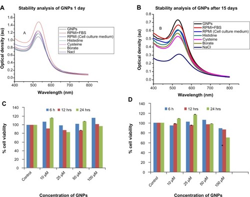 Figure 4 Stability and cytotoxicity of GNPs (top panel). UV-vis spectra of the GNPs in various buffers at various time periods: (A) 1 day; (B) 15 days. Cytotoxicity measurements of GNPs in different cell lines at various concentrations (bottom panel): (C) MIO-M1 (Müller glial, noncancerous); (D) MDA-MB 453 (breast cancer). The cell viability (% of treated cells with respect to untreated cells) of different cell lines treated with different concentrations: 10, 25, 50, and 100 μM of GNPs at various time periods.Notes: *Significant difference with respect to control at P< 0.05; error bars represent the standard error of mean.Abbreviations: GNPs, gold nanoparticles; RPMI+FBS, Roswell Park Memorial Institute medium plus fetal bovine serum; RPMI, Roswell Park Memorial Institute medium; Nacl, sodium chloride; UV-vis, ultraviolet-visible; au, arbitrary unit.