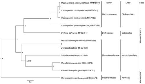 Figure 1. Phylogenetic tree of mitochondrial genomes of Cladosporium anthropophilum and its related species. Thirteen protein-coding sequences conserved in the mitochondrial genomes of 11 species were multiple-aligned using MAFFT (http://mafft.cbrc.jp/alignment/server/index.html) and used to generate phylogenetic tree using Bayesian inference method of BEAST2 (Bouckaert et al. Citation2019) with default parameter. Posterior probability values are on the branches. The isolate, C. anthropophilum (KACC 49851), obtained in this study was represented by bold letters. GenBank accession nos. of mitochondrial genome sequences used for this tree are indicated within parentheses.