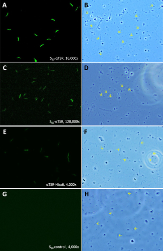 Figure 8 Representative micrographs of immunofluorescence assays (IFAs) of P. falciparum sporozoites by the mouse sera after immunization with the S60-αTSR nanoparticle and controls. (A–D) Typical IFA micrographs representing 16,000x (A and B) and 128,000x (C and D) dilutions, respectively, of the sera after immunization with the S60-αTSR nanoparticle. (E and F) Typical IFA micrographs representing 4000x dilution of the sera after immunization with the αTSR-Hisx6 protein. (G and H) Typical IFA micrographs representing 4000x dilution of the sera after immunization with the S60 nanoparticle without αTSR antigens. Each pair of micrographs consists of an IFA staining result (A, C, E and G) and the optical view of the same field (B, D, F and H). Arrows in the optical field of view indicate some sporozoites showed in the corresponding IFA views.