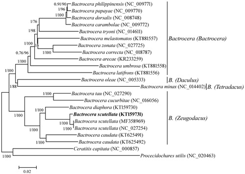 Figure 1. Phylogenetic tree was constructed using Bayesian inference and Neighbor-joining method based on the complete mitogenome sequences of the species of Tephritidae. Values at each node indicated percentage Bayesian posterior probabilities and the bootstrap percentages from 1000 replicates. The GenBank accession numbers of species showed in the parentheses. The subgenera of Bactrocera represented on the right side of the tree.