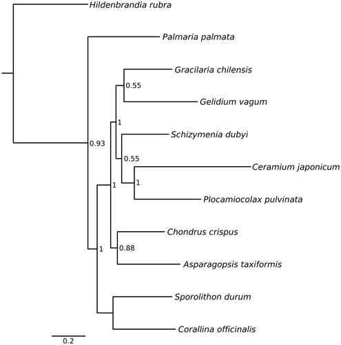 Figure 1. Bayesian inference tree from analysis of concatenated protein-coding genes. Only nodes supported by pp >0.50 are annotated. GenBank accession numbers for each species: Hildenbrandia rubra NC026055, Palmaria palmata NC026056, Gracliaria chilensis NC026831, Gelidium vagum NC023077, Schizymenia dubyi KJ398163, Ceramium japonicum KJ398159, Plocamiocolax pulvinata NC014773, Chondrus crispus NC001677, Asparagopsis taxiformis NC026843, Sporolithon durum KF186230 and Corallina officinalis KU641510.