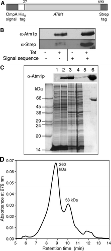 Figure 1.  Expression and purification of Atm1p. (A) A fusion protein construct (OmpA-His8-ATM1-Strep) was used for heterologous synthesis of Atm1p in E. coli. The fusion protein consisted of an OmpA signal sequence, an eight codon long N-terminal His-tag, the ATM1 gene lacking the first 26 codons, and a C-terminal Strep-tag II. The corresponding DNA construct was cloned into the vector pASK-IBA1 (IBA Göttingen). The E. coli derived OmpA signal sequence facilitates targeting and insertion of the protein into the bacterial inner membrane. (B) E. coli BL21 cells carrying the plasmid described in A were grown in the presence or absence of anhydrotetracycline (Tet) to induce gene expression of the ATM1 fusion gene. Cell extracts were analysed by immunostaining for Atm1p or the Strep-tag using specific antibodies. A similar analysis was performed for synthesis of an Atm1p fusion protein lacking the bacterial OmpA signal sequence. C) Atm1p purification from E. coli BL21 after induction of gene expression by anhydrotetracycline. E. coli inner membranes were isolated and solubilized with the detergent n-dodecylmaltoside. The protein was purified on a StrepTactin Macroprep column. Fractions of each isolation step were subjected to SDS-PAGE, stained with Coomassie Brilliant Blue (lower panel), or electroblotted and immunodecorated with an Atm1p-specific antibody (upper panel). Lanes 1 and 2: Whole cell extracts without and with induction by anhydrotetracycline (50 µg protein); lane 3: solubilized membranes of induced E. coli (50 µg protein); lane 4: column flow-through (50 µg); lane 5: wash fraction; lane 6: eluted, purified protein (4.1 µg). (D) Purified Atm1p was applied to a gelfiltration column (Shodex Protein KW-804 column) and two peaks with molecular masses of 58 and 260 kDa were eluted.