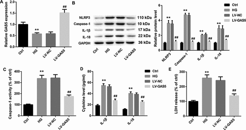 Figure 2. GAS5 overexpression inhibits NLRP3 inflammasome activation-mediated pyroptosis in vitro.