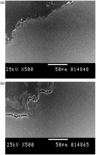 Figure 8. (a) SEM of group C (3% gel) at the end of study period showing intimate bone implant contact with no gap (500×). (b) SEM of Control group A showing a gap extending along the bone implant interface. (500×).