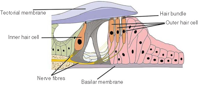 Figure 2. Cochlear spiral apparatus.The cochlear spiral apparatus, also known as the Corti’s organ, is an inner ear auditory receptor device located above the basilar membrane and composed of hair cells (i.e., the auditory receptor cells), supporting cells, tectorial membrane and capsule.