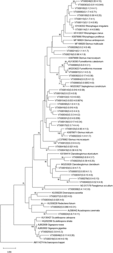 Figure 2. Phylogenetic relationships of obtained AMF virtual taxa (VTX) in the MaarjAM database. The evolutionary history was inferred using the Neighbor-Joining method. The bootstrap values of >70% are shown next to the branches. The evolutionary distances were computed using the Kimura two-parameter method. Average relative abundances of VTX in barley growing and harvest seasons are shown in parentheses (unit: %).