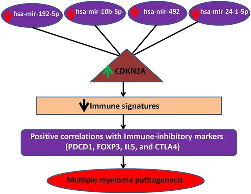 Figure 7. MiRNA-CDKN2A interactions in MM. The downregulation of miRNAs interacts with the upregulation of CDKN2A. This co-regulatory network is associated with the immunosuppressive TME of MM.