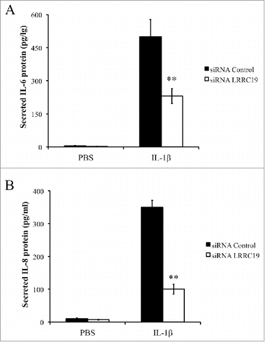 FIGURE 5. Knocking down LRRC19 reduces IL-1β mediated proinflammatory cytokines production. Primary dermal fibroblasts transfected with either scramble siRNA or LRRC19 siRNA were challenged with 50 ng/ml IL-1β or PBS for 24 h. The cell culture supernatant was then harvested to determine the concentrations of A) IL-6 and B) IL-8 by ELISA. The data are presented as the mean ± SD (n = 4). *p < 0.05, **p < 0.01, significantly different from PBS control group.