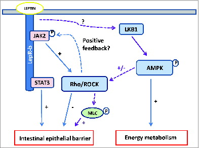 Figure 1. Leptin signaling cascade at the crossroad of JAK/STAT3, Rho/ROCK and AMPK pathways in intestinal epithelial cell (IEC). Beneficial (+) and deleterious (-) effects of leptin upon intestinal epithelial barrier (IEB) involve the interplay of signaling pathways regulating cell metabolism and tight-junction (TJ) integrity. Leptin activates AMPK, probably via LKB, thereby stimulating IEC metabolism under physiological or cellular stress. Parallely or concomitantly, AMPK induces myosin light chain (MLC) phosphorylation, probably via Rho/ROCK, and thus regulates actomyosin contractility and TJ structure. Leptin activates RhoA/ROCK directly or via JAK, resulting in F-actin cytoskeleton reorganization and increased IEB permeability. As shown in neuronsCitation7, Rho/ROCK could activate of JAK in IEC. LepR-b signaling through the JAK2/STAT3 is important for IEB integrity and repair. See text for details. Dotted lines show hypothetical pathways.