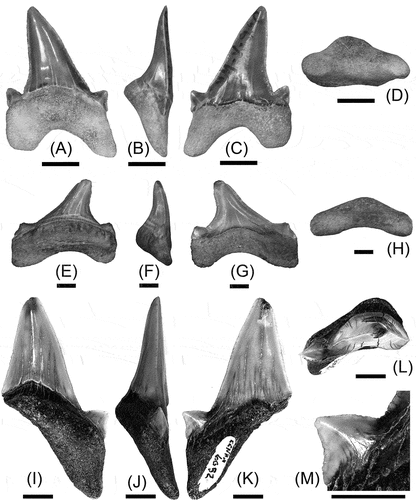 Figure 2. Teeth of Megalolamna described in this paper. (A)–(D), tooth of M. paradoxodon (CMM-V-10306) from Calvert Formation of Maryland, USA, in lingual (A), mesial (B), labial (C), and basal (D) views. (E)–(H), tooth of M. paradoxodon (CMM-V-10270) from Calvert Formation of Maryland, USA, in lingual (A), mesial (B), labial (C), and basal (D) views. (I)–(M), tooth of M. cf. M. paradoxodon (CCNHM 6052) from the Chandler Bridge Formation of South Carolina, USA, in lingual (I), mesial (J), labial (K), and apical (L) views, and close-up view of mesial lateral cusplet (M). All scale bars = 5 mm.