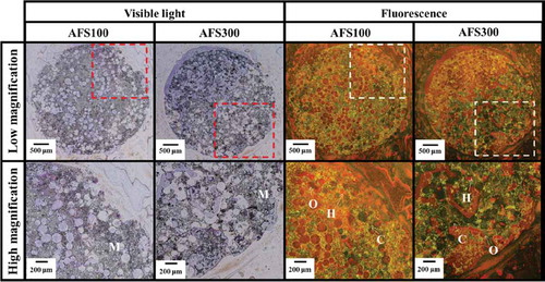 Figure 5. VB staining of AFS100 and AFS300. M: materials, O: osteoid, H: hypomineralized bone, C: calcified bone. High magnification: highly magnified images of dashed square areas. Visible light: osteoid: purplish red; hypocalcified bone: orange; calcified bone: light brown. Fluorescence: osteoid: red; hypocalcified bone: orange; calcified bone: green.