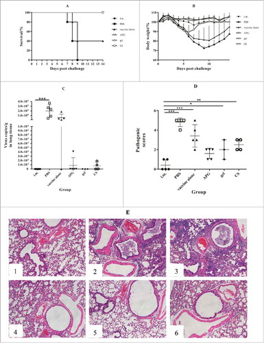 Figure 5. Protection against challenge after immunization with H1N1 influenza vaccine (n = 5). The figure shows the survival rate (A), percentage of bodyweight compared with day 0 (B), virus load in lungs (C), pathology score (D) and H & E staining of lungs (E) over the 14 d following live H1N1 virus challenge of immunized mice. Mice were weighed daily from the date of the challenge to 14 d after the challenge. The rest mice were sacrificed and lungs were collected 5 d after challenge (lungs of mice were collected to calculate virus titers), and lung virus titers were determined as described in Materials and methods. Values are expressed as mean ± SD in A. Each dot represents one individual and bars show the median in C and D.*Indicates p< 0.05, **Indicates p<0.01, ***Indicates p< 0.001, compared with the group immunized i.m.