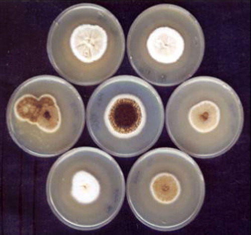 Figure 4.  Centre plate shows parent strain (A. niger CFR 335) and the surrounding plates show its mutants.