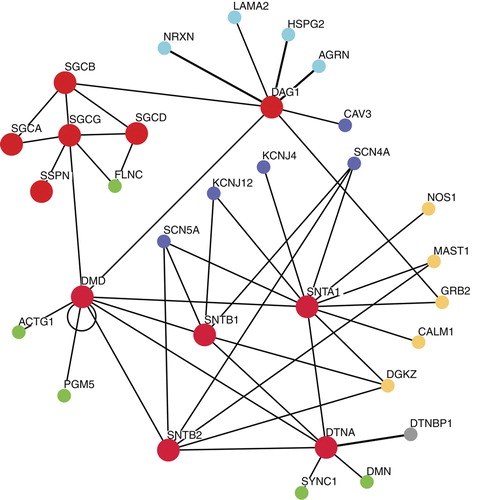 Figure 2.  Protein interaction network for the dystrophin-associated glycoprotein complex (DGC). A systems view of the molecular interactions between the core DGC and associated proteins. The map was created using the Human GRID (General Repository of Interaction Datasets, http://www.thebiogrid.org/) database and was assembled using the Osprey network visualization tool Citation[106]. Gene names: LAMA2 = laminin-α2; AGRN = agrin; HSPG2 = perlecan (heparan sulphate proteoglycan-2); NRXN = neurexin; DAG1 = dystroglycan; CAV3 = caveolin-3; SGCA = α-sarcoglycan; SGCB = β-sarcoglycan; SGCG = γ-sarcoglycan; SGCD = δ-sarcoglycan; SSPN = sarcospan; FLNC = filamin C; DMD = dystrophin; ACTG1 = γ-(cytoplasmic) actin; PGM5 = phosphoglucomutase 5; SNTA1 = α-syntrophin; SNTB1 = β1-syntrophin; SNTB2 = β2-syntrophin; DNTA = α-dystrobrevin; SYNC1 = syncoilin; DMN = desmuslin; DTNBP1 = dystrobrevin-binding protein-1; SCN5A = Nav1.5; SCN4A = Nav1.4; NOS = neuronal nitric oxide synthase; DGKZ = diacylglycerol kinase, zeta; CALM1 = calmodulin 1; GRB2 = growth factor receptor bound protein 2; MAST = microtubule associated serine/threonine kinase 1; KCNJ4 = potassium inwardly-rectifying channel J4 (Kir2.3); KCNJ12 = potassium inwardly-rectifying channel, subfamily J12 (Kir2.2). Colour coding: red = core DGC components; green = cytoskeletal proteins; yellow = signalling proteins; dark blue = transmembrane proteins; light blue = extracellular matrix proteins; grey = trafficking proteins.