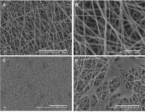 Figure 3 The scanning electron microscopy (SEM) images of the polycaprolactone (PCL)/gelatin electrospun membranes at low magnification (A) and at high magnification (B), followed by the SEM images of adipose-derived stem cells (ADSCs) cultured on the electrospun membranes under low magnification (C) and at high magnification (D).