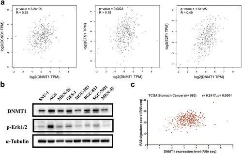 Figure 5. DNMT1 expression was correlated with RAS/MEK/ERK activity in GC.